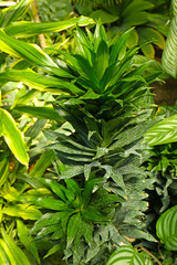 Green bush in botanical garden