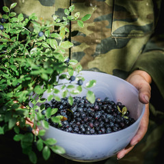 Blueberries in a bowl in female hands at forest.