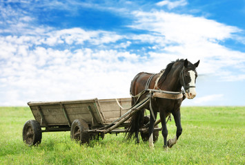 Horse with cart on the farm
