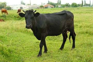 Single cow on the meadow