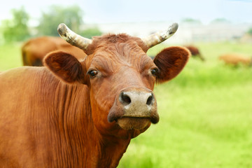 Cow on the meadow, closeup