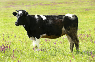 Single cow on the meadow