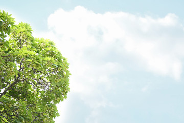 Obraz premium Tree branches with green leaves on sky background