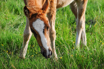 Naklejka na ściany i meble Little foal grazing in field
