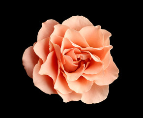 Fototapeta premium Beautiful pink rose on black background