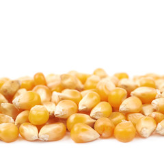 Line pile of corn kernels isolated