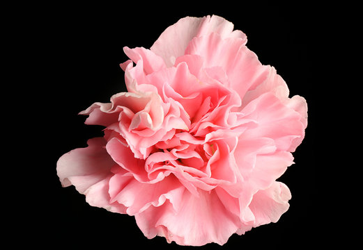 Fototapeta Beautiful pink carnation flower on black background
