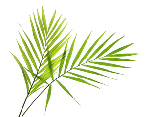 Green leaves of palm tree on white background