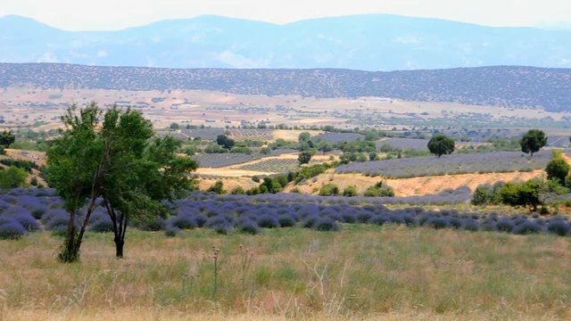 Provence with Lavender field