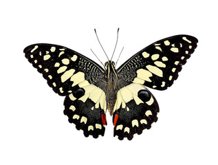 butterfly isolated on white background