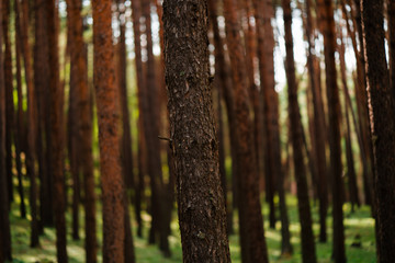 forest
