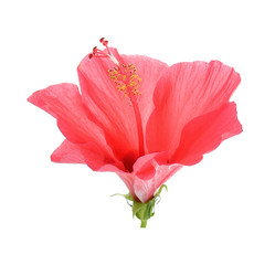 Fototapeta premium Red Hibiscus flower on the white background
