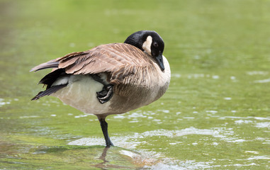 Canada Goose poses on one foot whilst sunning himself on a rock on the Ottawa River.