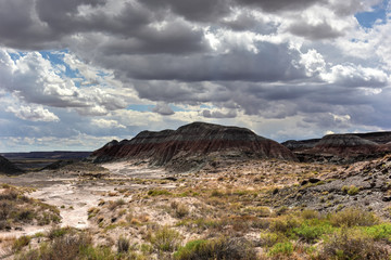 Petrified Forest National Park