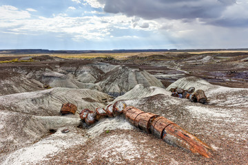 Crystal Forest - Petrified Forest National Park