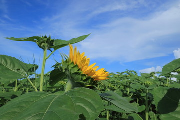 キャベツ畑のひまわり