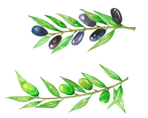 Olive, Watercolor