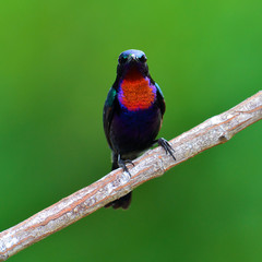 Copper throated Sunbird