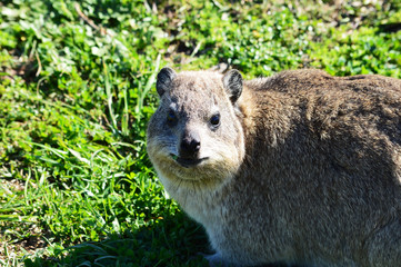 Naklejka premium Dassie, South Africa