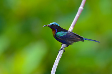 Copper throated Sunbird