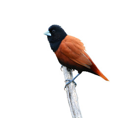 Black headed Munia bird