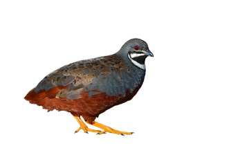 Fototapeta premium King quail bird