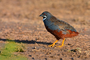 King quail bird
