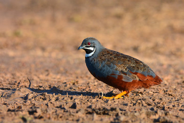 King quail bird