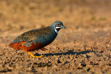 King quail bird