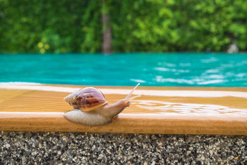 snail beside the swimmimg pool