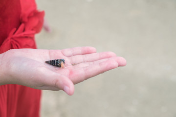 small hermit crab in a hand of kid
