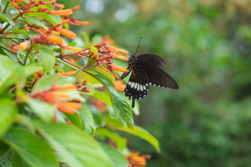 Fototapeta na wymiar Black Swallowtail on Flower