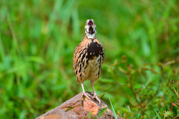 Rain Quail Bird
