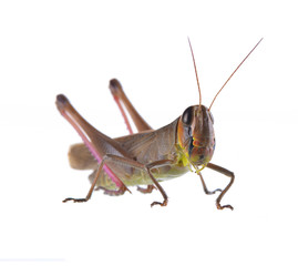 Grasshopper in various forms white background