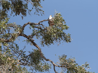 fish eagle at Chobe National Park