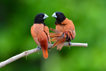 Black headed Munia bird