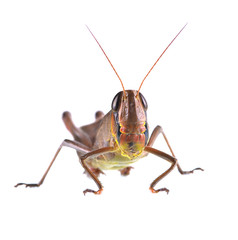 Grasshopper in various forms white background