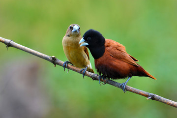 Black headed Munia bird