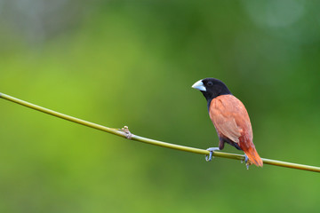 Black headed Munia bird