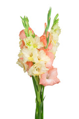 Bouquet with pink and yellow gladiolus isolated on white backgro