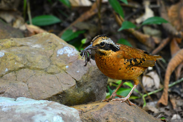 Eared Pitta bird