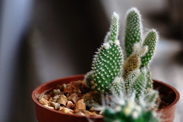 Close Up of Little Green Cactus In Plastic Tree Pot