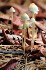 Mushrooms Growing On Straw In Rainy Season