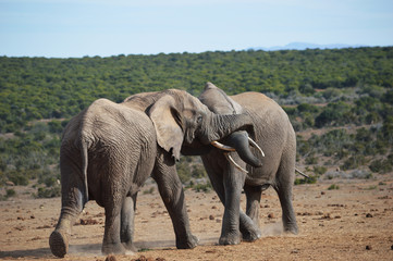 Fototapeta na wymiar Elephant tussle, Addo, South Africa