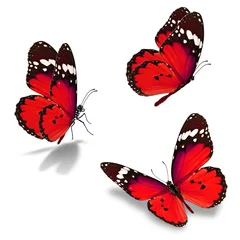 Crédence de cuisine en verre imprimé Papillon trois papillon monarque