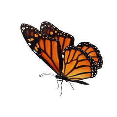 Beautiful orange monarch butterfly isolated on white background