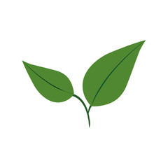 Leaf green plant nature season icon. Isolated and flat illustration. Vector graphic