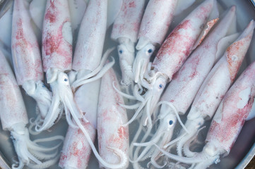 Fototapeta premium fresh squid in country market of thailand