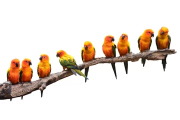 Zelfklevend Fotobehang Zonparkiet Papegaaivogel © thawats