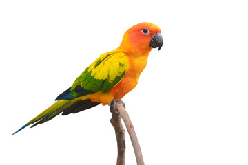 Fototapeta na wymiar Sun Conure Parrot bird